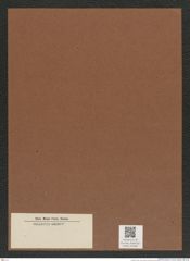 Diatomeae indet. Zeichnungen Sammlung Grunow Mappe 04168 (Herbarium_W_Grunow_drawings_Folder_04168)